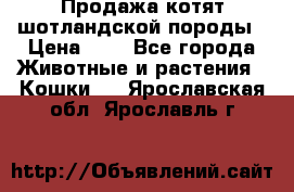 Продажа котят шотландской породы › Цена ­ - - Все города Животные и растения » Кошки   . Ярославская обл.,Ярославль г.